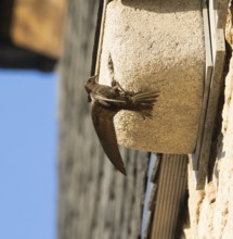 Common swift (Apus apus), adult bird at entrance of its nest, which is one of a row of artificial