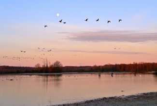 White-fronted goose (Anser albifrons), a flock of wild geese flies in the dawn in front of the full