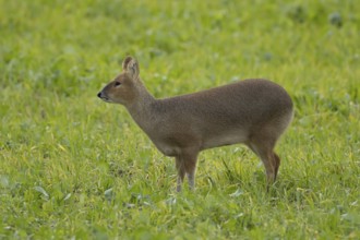 Chinese water deer (Hydropotes inermis) adult animal in a farmland field, England, United Kingdom,