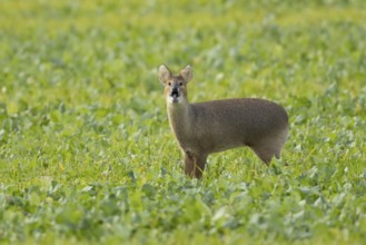 Chinese water deer (Hydropotes inermis) adult animal barking in a farmland field, England, United