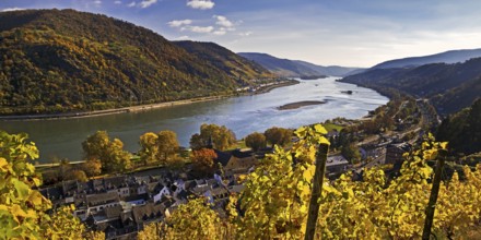 View of Bacharach on the Rhine in autumn with the Fürstental Silvaner wine-growing region, Upper