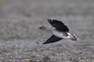 Bean goose, Bean goose (Anser fabalis), Texel, Netherlands