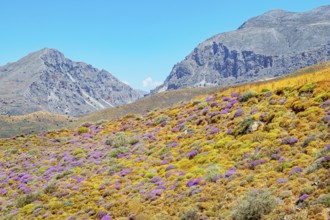 Wild thyme bushes blooming, Kourtaliótiko gorge, Rethymno, Crete, Greek Islands, Greece, Europe