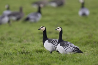 Barnacle goose, Texel, Netherlands