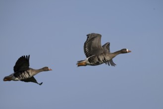 White-fronted goose (Anser albifrons), Texel, Netherlands