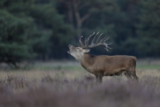 Red deer in rut, Hooge Veluve, Holland