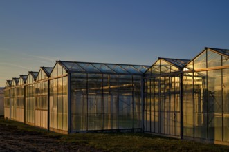 Greenhouses, greenhouses, glasshouses, nursery, Fellbach, evening light, evening,