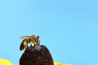 European honey bee (Apis mellifera), collecting nectar from a flower of the yellow coneflower