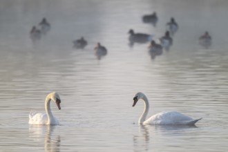 Mute swan (Cygnus olor), adult birds swimming on a pond, ducks behind, Lower Saxony, Germany,