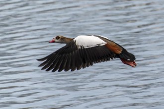 A Nile Goose flies elegantly over the water with spread wings, Nile Goose, (Alopochen aegyptiacus),