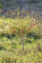 Common spindle bush (Euonymus europaeus), European or common peacock, peacock cap, peacock cap with