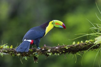 Fishing Toucan (Ramphastos sulfurantus), Toucans (Ramphastidae), Laguna del Lagarto Lodge,