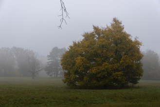 A single tree with yellow leaves in a foggy meadow, autumn atmosphere, Magdeburg, Saxony-Anhalt,