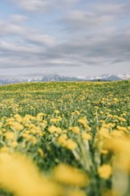 Dandelion in the Allgäu in front of the Alps and their beautiful mountains in Bavaria, Germany,