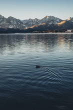 Frosty morning atmosphere during sunrise at Lake Hopfensee in the Allgäu in Bavaria, Germany,