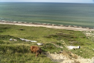 Horses in the Svinklovene dunes at Jammer Bay, Fjerritslev, Denmark, Europe