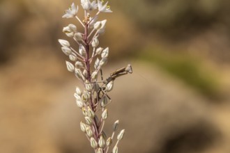 European mantis on maritime squill, Preveli, Crete, Greece, Europe