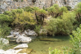 Phoenix theophrasti palms and the river Megalopotamos in the gorge of Preveli, Crete, Greece,