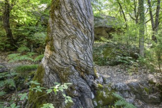 Twisted tree trunk, Grés d'Annot sandstone labyrinth hike, Alpes-de-Haute-Provence, France, Europe