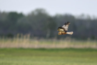 Montagu's harrier (Circus pygargus), female in flight, Lake Neusiedl National Park, Seewinkel,