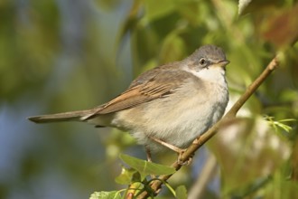 Common whitethroat (Sylvia communis), on a perch, Lake Neusiedl National Park, Seewinkel,