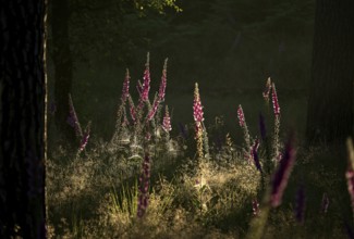 Sunlit Common foxglove (Digitalis purpurea) in the forest, Lower Rhine, North Rhine-Westphalia,