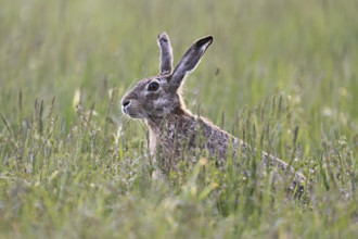 European hare (Lepus europaeus), sitting in meadow, Lake Neusiedl National Park, Seewinkel,