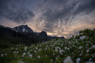 Summit in the morning light with dramatic clouds and anemone in the foreground, Lech,