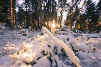 Snow-covered plants in the forest, sunbeams, peaceful winter atmosphere, Seewald, Black Forest,