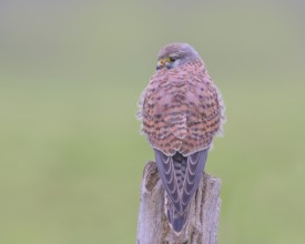 Kestrel (Falco tinnunculus), young male, sitting on a pasture fence, wildlife, bird of prey,