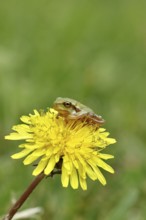 European tree frog (Hyla arborea) sitting on a yellow dandelion flower (Taráxacum), Lake Neusiedl