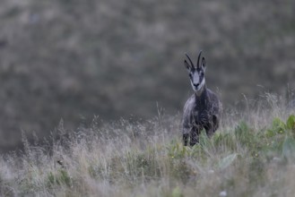 Chamois (Rupicapra rupicapra), Vosges, France, Europe