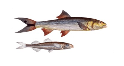 Fish, fish, top: Atherina hepsetus, the Atherine. below: Elops saurus, the lizardfish, The Saure,