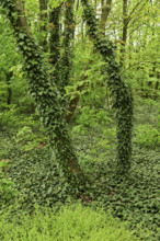 Trees overgrown with ivy, Halbturn, Lake Neusiedl, Burgenland, Austria, Europe