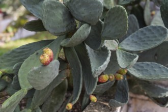 Prickly cactus leaves with small, ripe fruits in a natural setting, prickly pear, Apulia, Italy,