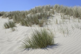 High dune with marram grass (Ammophila arenaria), blue sky, North Sea, Juist, East Frisian Islands,