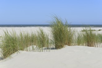 Dune with marram grass (Ammophila arenaria), blue sky, North Sea, Juist, East Frisian Islands,