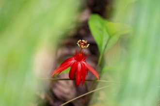 Flower of a red passion flower (Passiflora vitifolia), Corcovado National Park, Osa, Puntarena