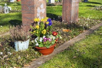 Flower pots with early bloomers in front of a gravestone, Merzdorf Cemetery, Riesa, Saxony,