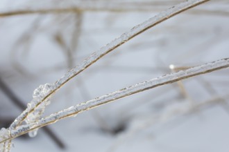 Blades of grass in the snow covered with ice from freezing rain