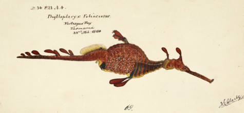 Sea dragon or weedy seadragon, Phyllopteryx taeniolatus, common seadragon or weedy seadragon, fish,