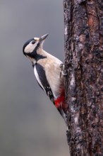 Great spotted woodpecker (Picoides major), on a tree trunk, Terfens, Tyrol, Austria, Europe