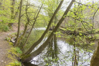 The Müglitz at Weesenstein Castle Park, Weesenstein, Saxony, Germany, Europe