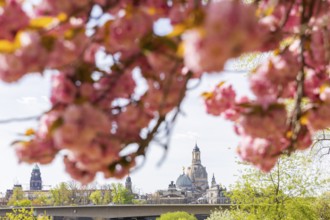 Blossoming cherry trees with a view of the Dresden skyline, Dresden, Saxony, Germany, Europe