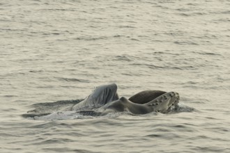 Humpback whale (Megaptera novaeangliae) feeding at the sea surface, Barents Sea, Northeast Iceland,