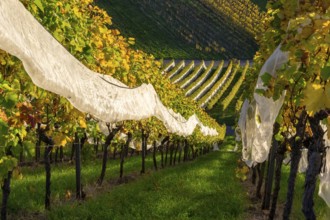 Sunlit vineyard in autumn with vines and yellow leaves, with protective net, Strümpfelbach, Rems