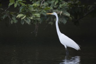 Great White Egret (Ardea alba), Tortuguero National Park, Costa Rica, Central America