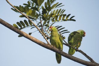 Red-fronted Amazon (Amazona autumnalis), Costa Rica, Central America