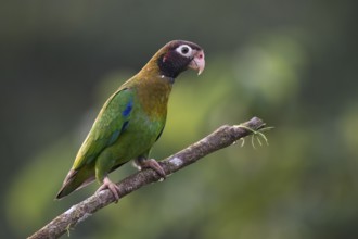 Grey-cheeked parrot (Pyrilia haematotis), Costa Rica, Central America