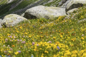 Flower meadow with stones in the background